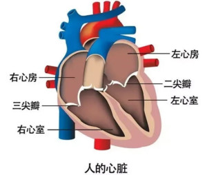 左心房