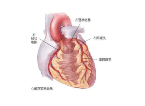 冠状动脉