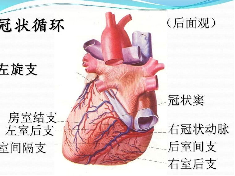 冠状窦