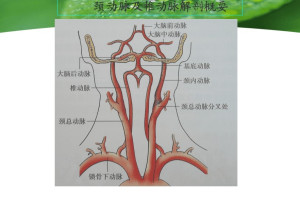 锁骨下动脉