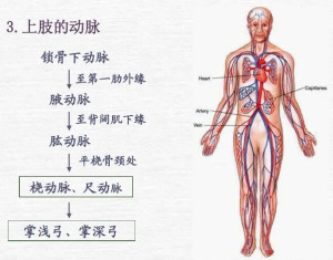 锁骨下动脉