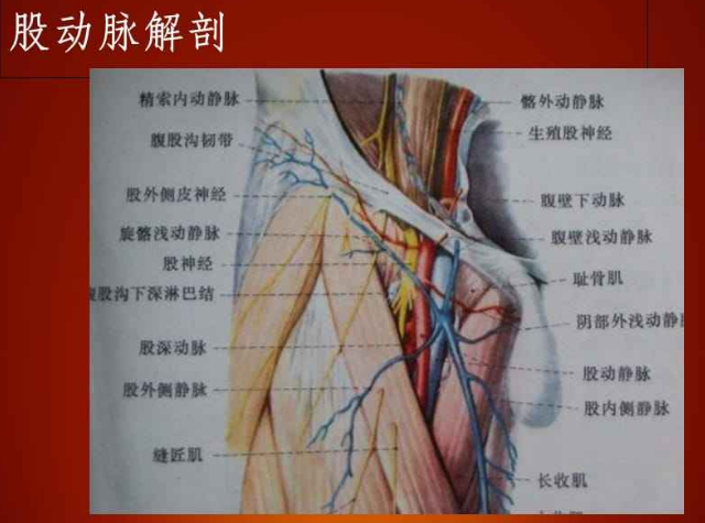 股动脉