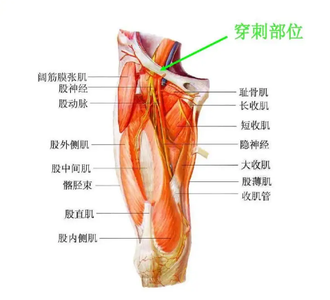 股动脉