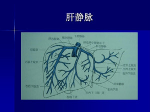 肝静脉