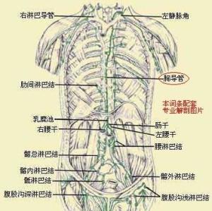 胸导管解剖图片