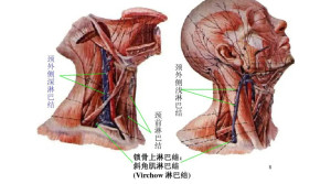 锁骨上淋巴结