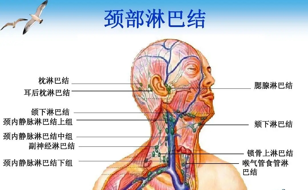 锁骨上淋巴结