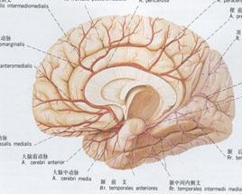 Asperger综合征