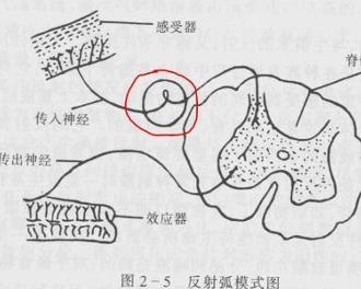 反射弧