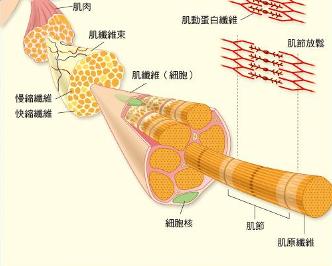 肌纤维