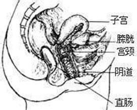 宫颈粘液少