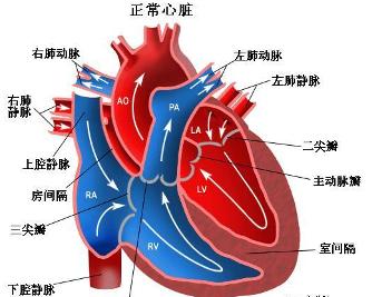 先天性心脏传导