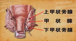 甲状旁腺功能亢进