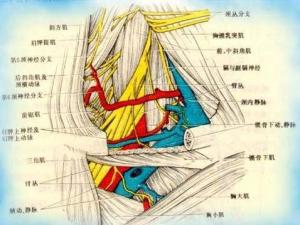 颈静脉怒张