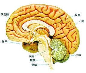 血管性头痛