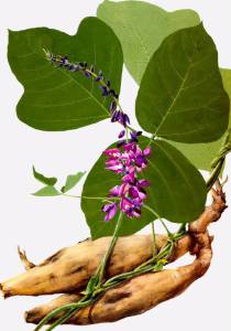 葛根