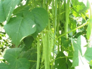 赤小豆