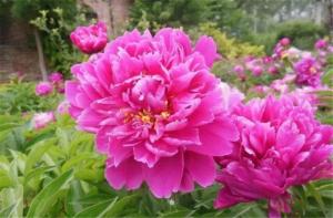 芍药