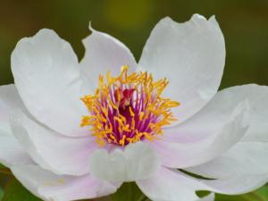 芍药