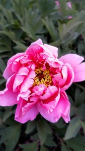 芍药