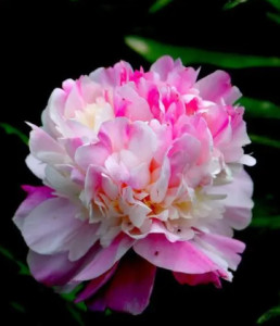 芍药