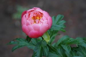 芍药
