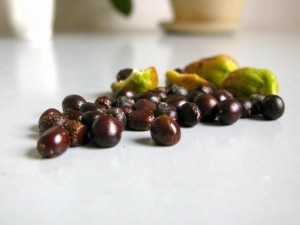 芍药的种子