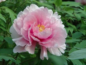 芍药