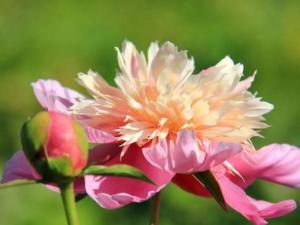 芍药