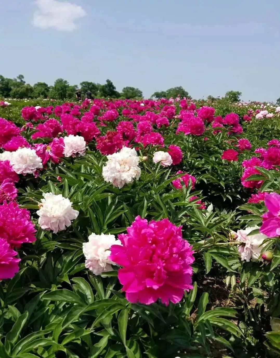 芍药