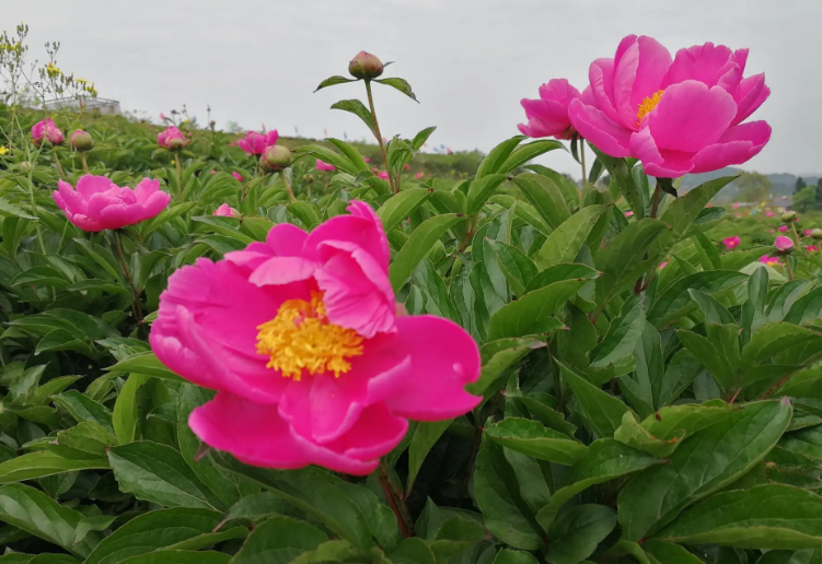 芍药