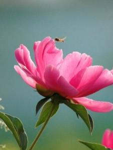芍药