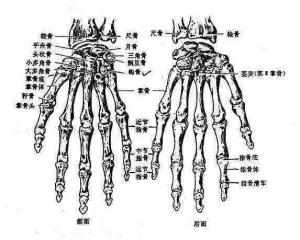 骨