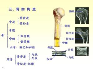骨的构造