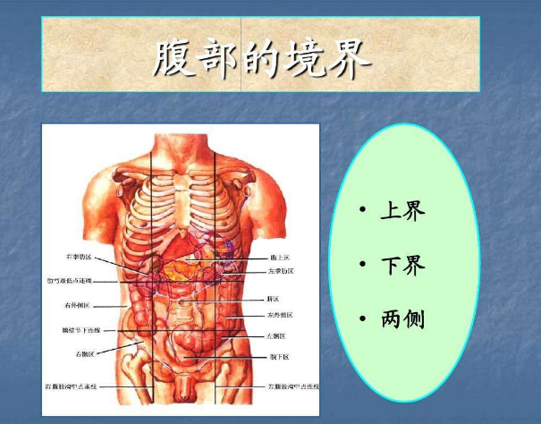 腹部
